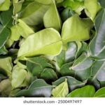 167开奖号前后关联走势分析及预测技巧详解 hh014a