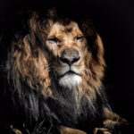 360度全景沉浸式体验:英超赛事高清在线直播观看 hvft32fx