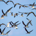 1668开奖网官方平台最新开奖信息查询 tvvyg4